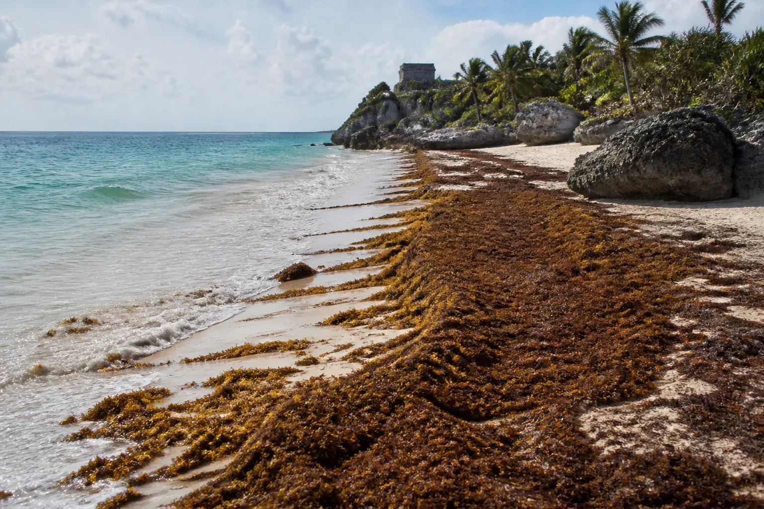 Sargassum gathered along part of a Tulum beach