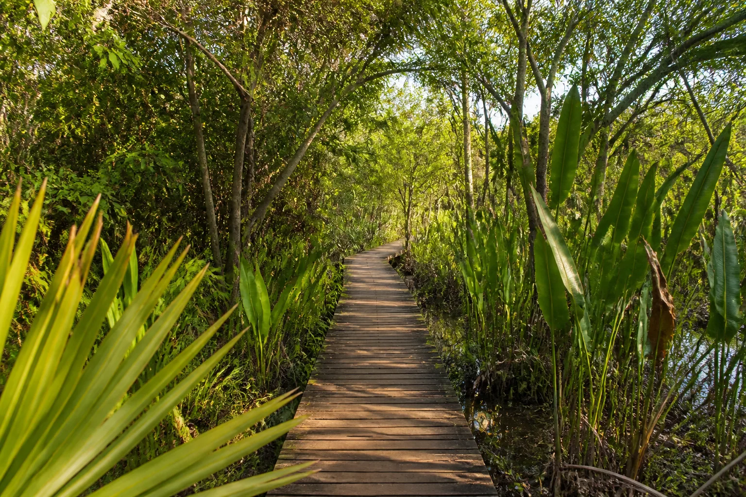 Wooden boardwalk through tropical vegetation near Muyil and Sian Ka’an