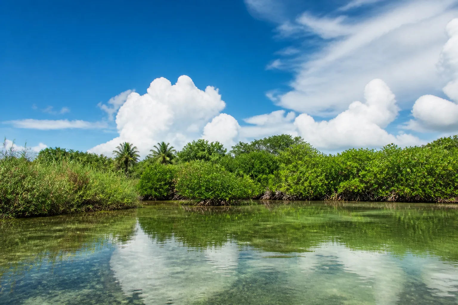 Protected mangrove and marsh landscape in the Sian Ka’an Biosphere Reserve