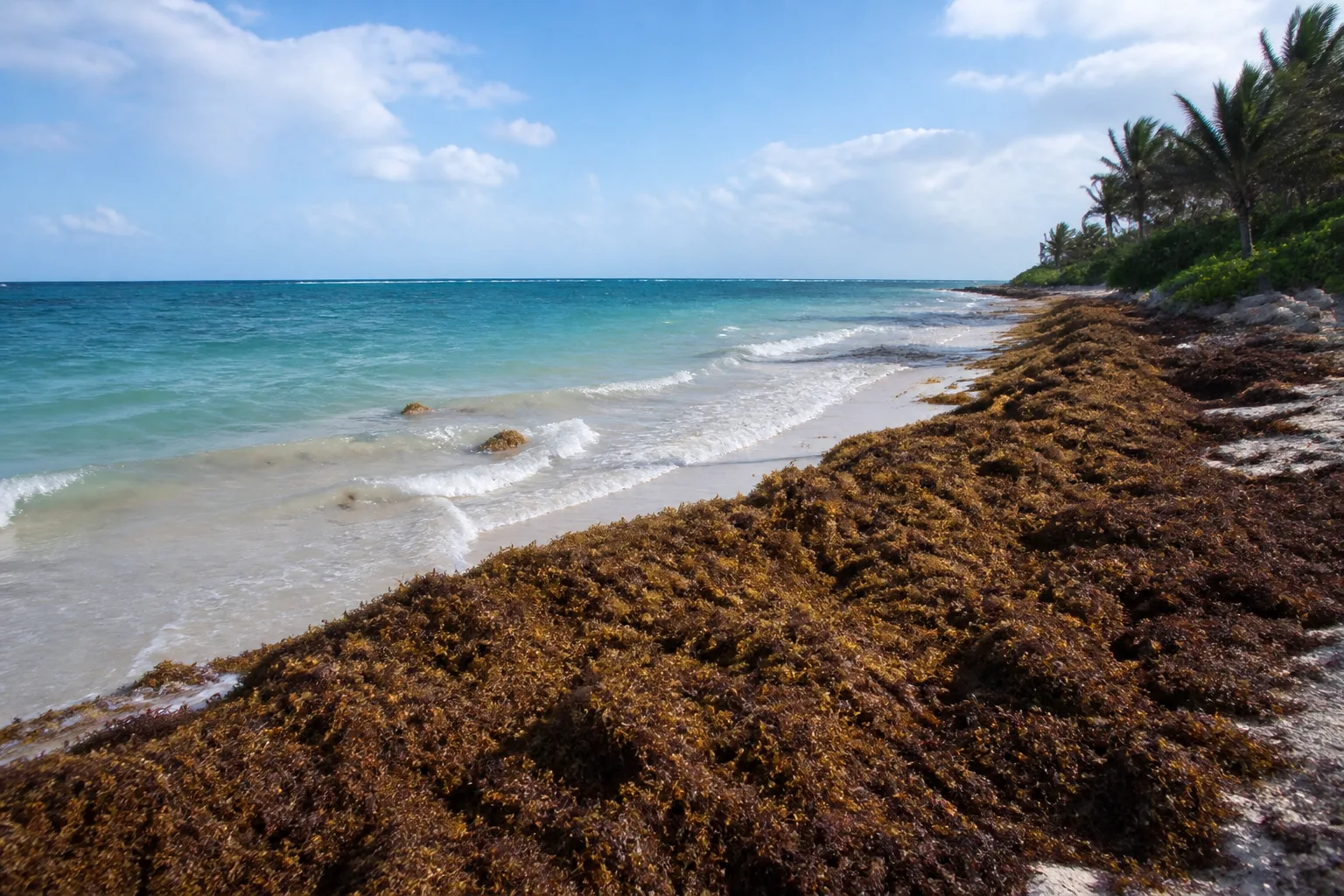 Sargassum along a Caribbean shoreline near Tulum